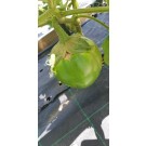 ΑΓΓΟΥΡΙ - ΤΟΜΑΤΑ - ΜΕΛΙΤΖΑΝΑ  /  ΥΦΑΣΜΑ ΕΔΑΦΟΚΑΛΥΨΗΣ PROKROB