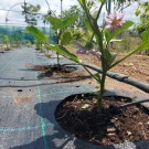 ΑΓΓΟΥΡΙ - ΤΟΜΑΤΑ - ΜΕΛΙΤΖΑΝΑ  /  ΥΦΑΣΜΑ ΕΔΑΦΟΚΑΛΥΨΗΣ PROKROB