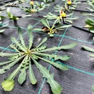 ΜΑΡΟΥΛΙ - ΑΝΤΙΔΙ - ΣΤΑΜΝΑΓΚΑΘΙ  /  ΥΦΑΣΜΑ ΕΔΑΦΟΚΑΛΥΨΗΣ PROKROB