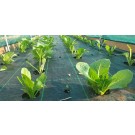 ΜΑΡΟΥΛΙ - ΑΝΤΙΔΙ - ΣΤΑΜΝΑΓΚΑΘΙ  /  ΥΦΑΣΜΑ ΕΔΑΦΟΚΑΛΥΨΗΣ PROKROB