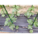 ΑΓΓΟΥΡΙ - ΤΟΜΑΤΑ - ΜΕΛΙΤΖΑΝΑ  /  ΥΦΑΣΜΑ ΕΔΑΦΟΚΑΛΥΨΗΣ PROKROB