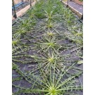 ΜΑΡΟΥΛΙ - ΑΝΤΙΔΙ - ΣΤΑΜΝΑΓΚΑΘΙ  /  ΥΦΑΣΜΑ ΕΔΑΦΟΚΑΛΥΨΗΣ PROKROB