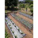 ΑΓΓΟΥΡΙ - ΤΟΜΑΤΑ - ΜΕΛΙΤΖΑΝΑ  /  ΥΦΑΣΜΑ ΕΔΑΦΟΚΑΛΥΨΗΣ PROKROB