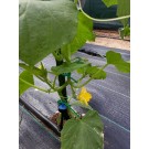 ΑΓΓΟΥΡΙ - ΤΟΜΑΤΑ - ΜΕΛΙΤΖΑΝΑ  /  ΥΦΑΣΜΑ ΕΔΑΦΟΚΑΛΥΨΗΣ PROKROB