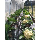 ΚΑΛΑΜΠΟΚΙ - ΚΟΛΟΚΥΘΙ - ΚΟΥΚΙΑ - ΚΟΥΝΟΥΠΙΔΙ - ΛΑΧΑΝΟ - ΜΠΑΜΙΑ - ΜΠΡΟΚΟΛΟ - ΠΙΠΕΡΙΑ - ΦΡΑΟΥΛΑ  / ΥΦΑΣΜΑ ΕΔΑΦΟΚΑΛΥΨΗΣ PROKROB