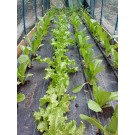 ΜΑΡΟΥΛΙ - ΑΝΤΙΔΙ - ΣΤΑΜΝΑΓΚΑΘΙ  /  ΥΦΑΣΜΑ ΕΔΑΦΟΚΑΛΥΨΗΣ PROKROB