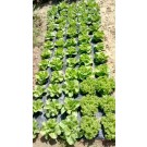 ΜΑΡΟΥΛΙ - ΑΝΤΙΔΙ - ΣΤΑΜΝΑΓΚΑΘΙ  /  ΥΦΑΣΜΑ ΕΔΑΦΟΚΑΛΥΨΗΣ PROKROB