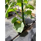 ΑΓΓΟΥΡΙ - ΤΟΜΑΤΑ - ΜΕΛΙΤΖΑΝΑ  /  ΥΦΑΣΜΑ ΕΔΑΦΟΚΑΛΥΨΗΣ PROKROB