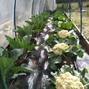 Ύφασμα Εδαφοκάλυψης για Πιπερία - Κολοκύθι - Λάχανο - Μπρόκολο