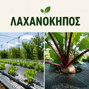 Λαχανόκηπος
