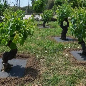 Τετράγωνο ύφασμα εδαφοκάλυψης για δέντρα