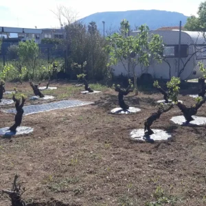 Υφασμα εδαφοκάλυψης για δέντρα Prokrob
